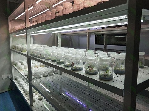 霞山植物组织培养实验室设计建设方案